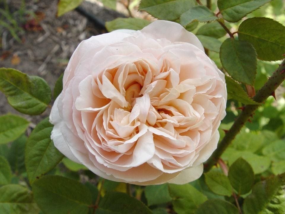 Cecilia rose